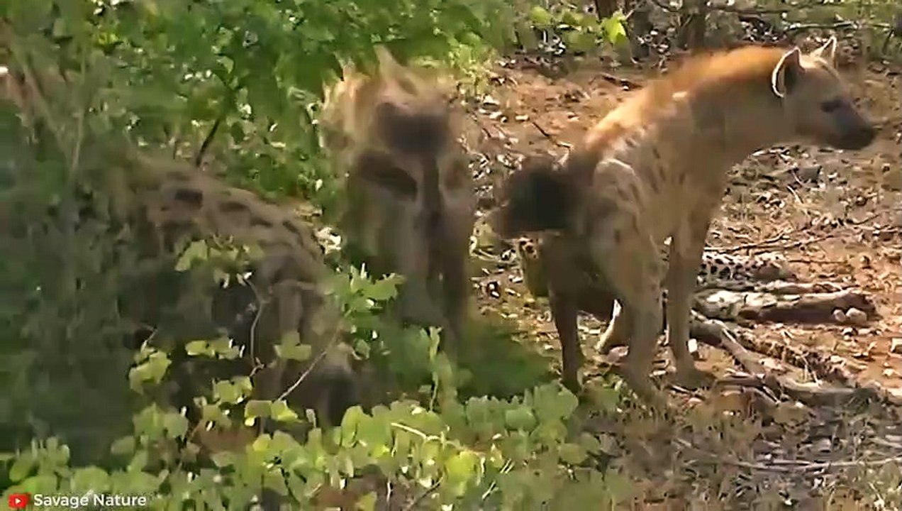 BRUTAL-Momente, in denen sich Leoparden in Beutetiere verwandeln