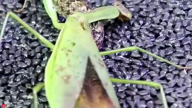 Verrückte Momente, in denen Schlangen mit dem falschen Gegner herumspielen #2 Pet Spot