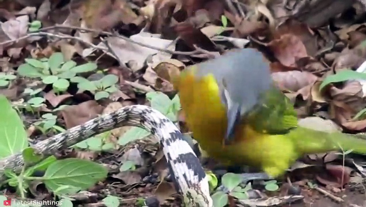 VERRÜCKTE Momente, in denen Schlangen mit den falschen Gegnern herumspielen Pet Spot