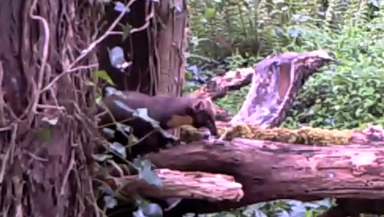 VERRÜCKTE Momente, in denen Marder fast alles töten