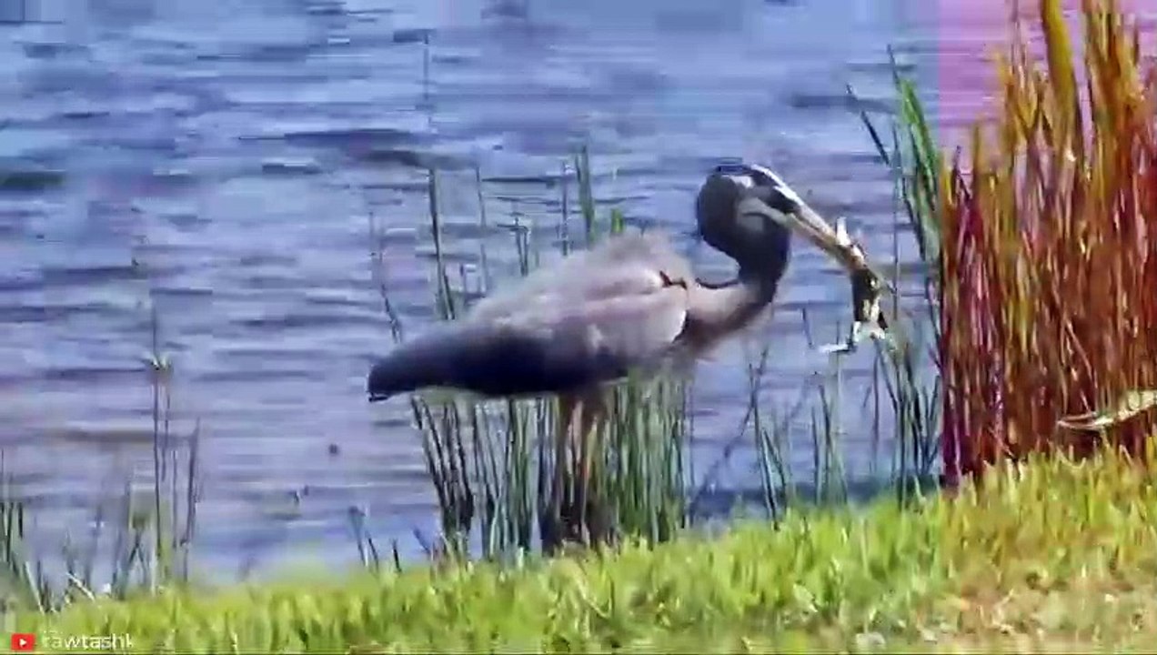 INSANE Moments Raubtiere wurden zum Beutetier