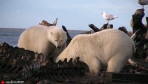 GNADENLOSE Momente, in denen Eisbären ihre Beute vernichten und verzehren