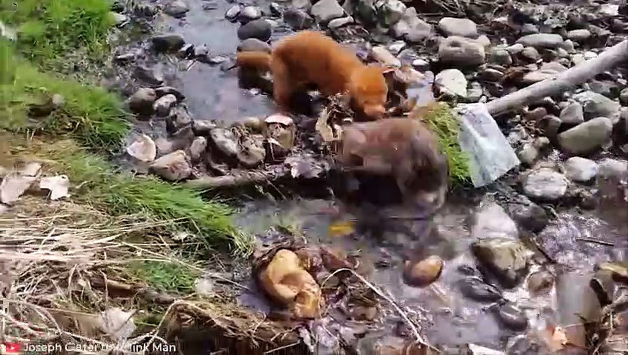 GNADENLOSE Momente, in denen Bobcats ihre Brutalität zeigen