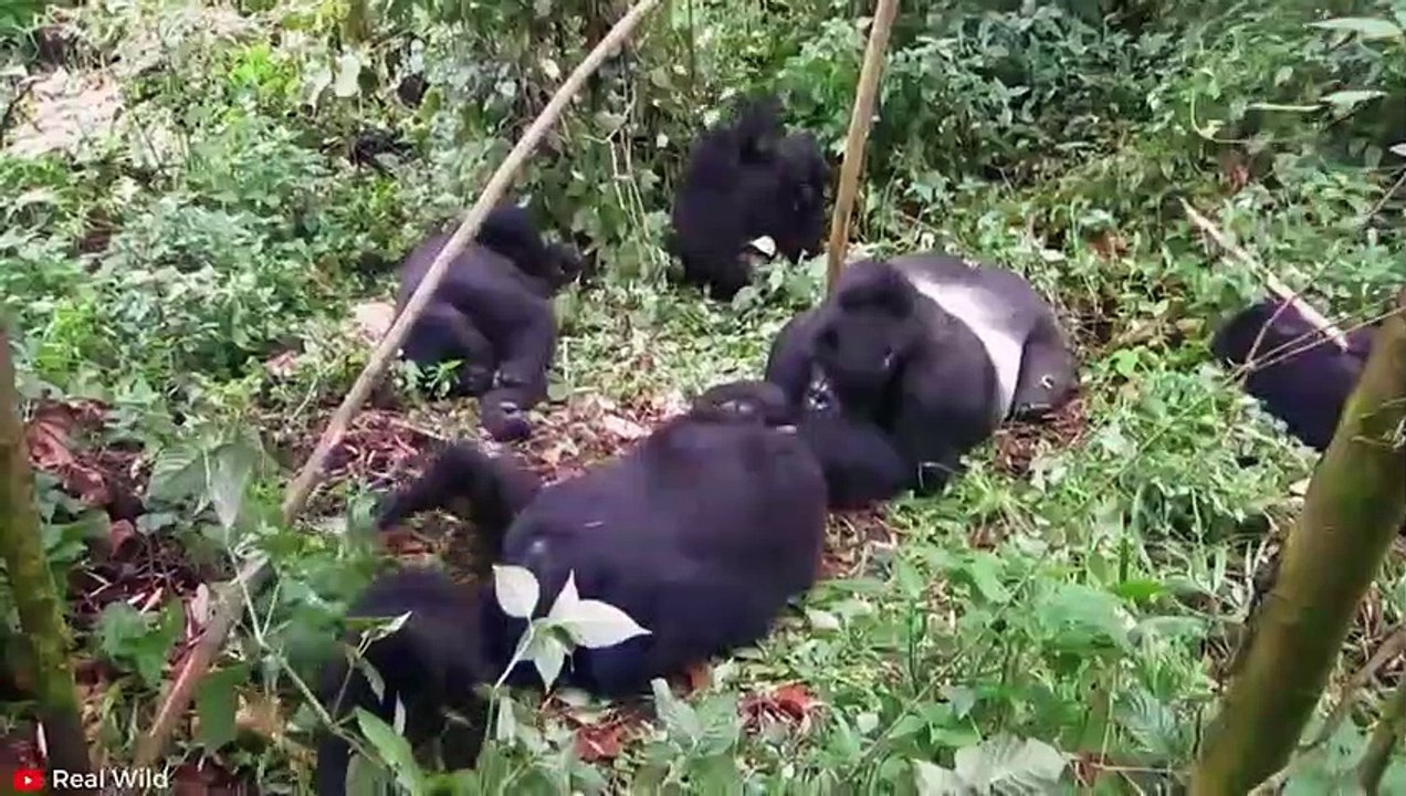 BRUTALSTE Momente, in denen Gorillas ihre gegnerische Haustierstelle angriffen