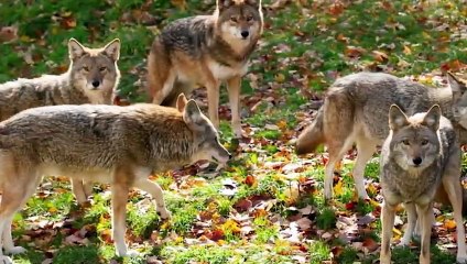 VERRÜCKTE Momente der Kojotenjagd in der Wildnis