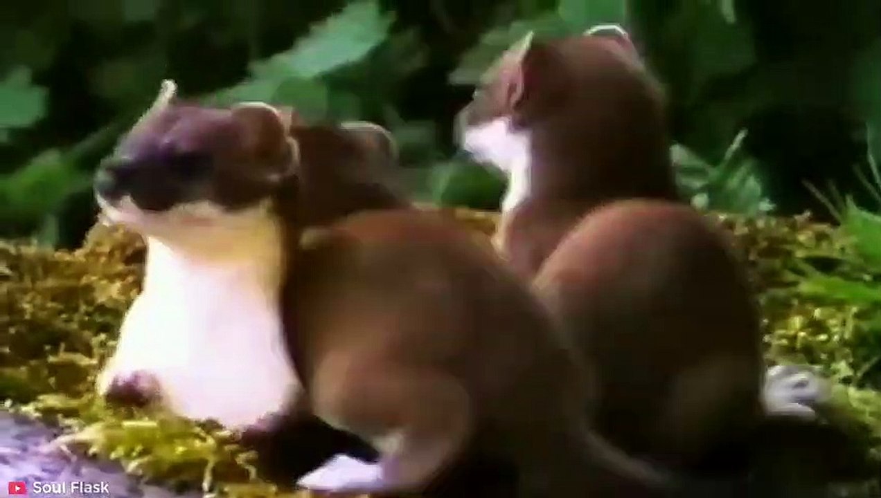 RUTHLESS Momente von Hermelinen, die keine Gnade für ihre Beute zeigen