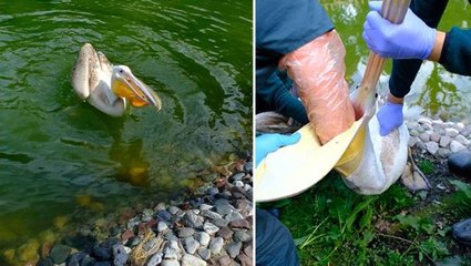 Pelikan ziyaretçinin attığı pet şişeyi yuttu, midesinden çıkaran ekipler bile şok oldu