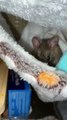 Cranky Rat Isn't Charmed By Noodle Treat