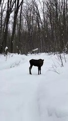 Moose Calf Encountered on Trail