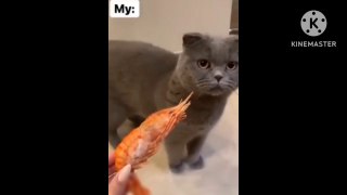 Baby cats video#cat video #funny cat video#baby funny cat videos #funny baby cat video