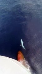 Playful Dolphin Swims in Front of Boat
