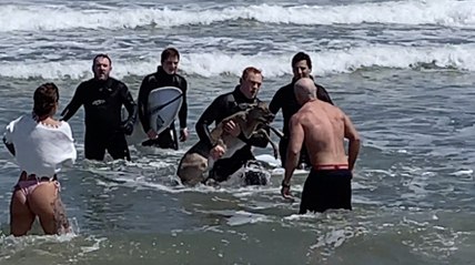 Deer Adrift In Atlantic Ocean Rescued By Surfers | Wild-ish TV