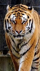 Discover Tiger Sounds: Fun Animal Learning for Kids with Kiddopedia Adventure|Asad Entertainment