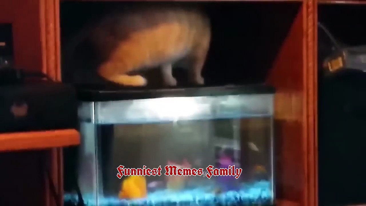 Very funny videos - the best clips of very funny cats - funny animals ❤️