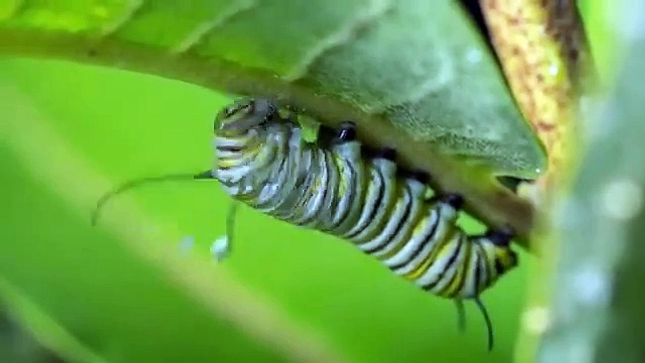 Monarch_Butterfly_Life_Cycle
