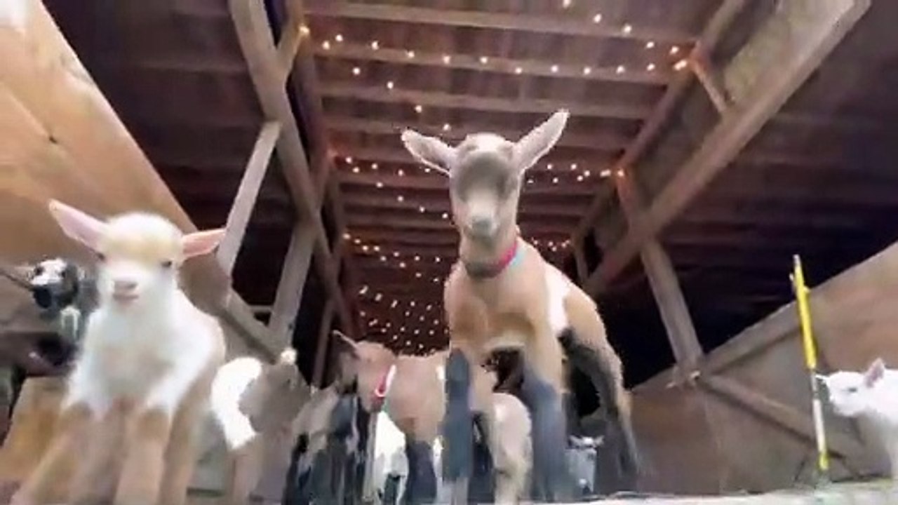 24_Curious_goat_kids!