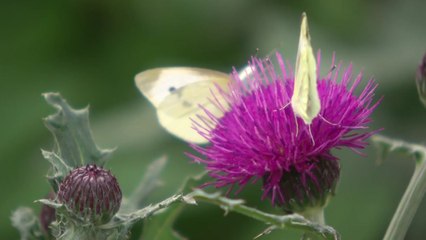 [날씨] 전국에 촉촉한 봄비...꽃과 화려한 나비의 협연 / YTN