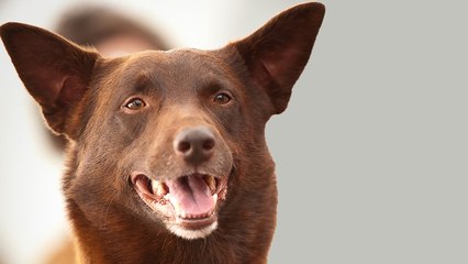 Koko: A Red Dog Story (2019) | Official Trailer, Full Movie Stream Preview