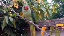 Ringneck Parrot has been trapped in the tree- talking parrot came to our home