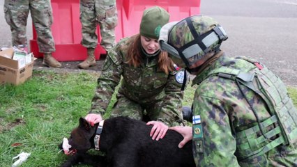 Exclusive Look at Baumholder's Tactical Casualty Care for Dogs of War!