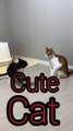 Cute cat video #cute #cat #cute cat