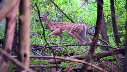 Wild Animals in 8K _ Beauty Of Nature
