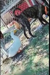 Short video\sa jokes,funny cats