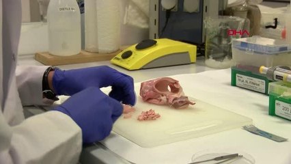 Sığır aort damarından 3D yazıcıyla doğal insan aort damarı