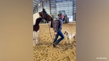 You would want a Horse after finishing this video -  Funny and Cute Horse Videos