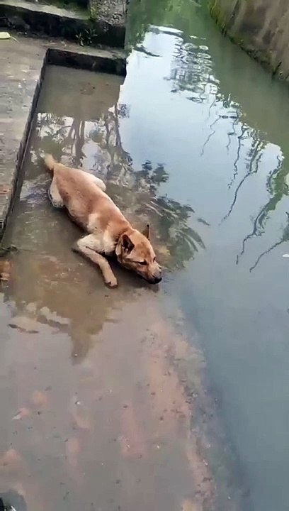 Funny video 2023