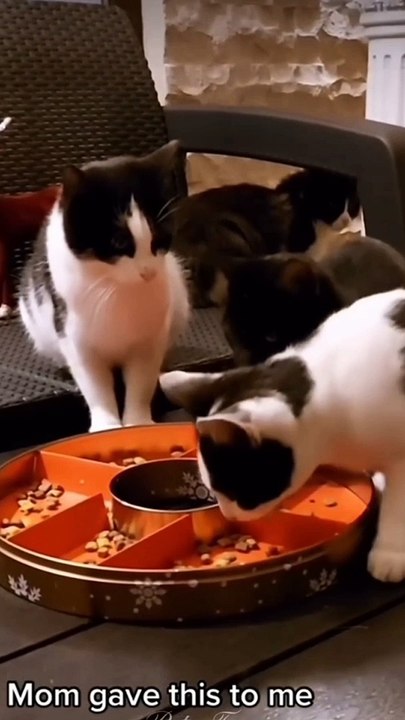 Funny Cats And Dogs Videos..