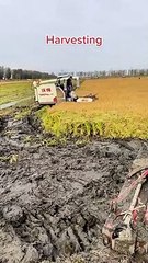 Harvesting season start