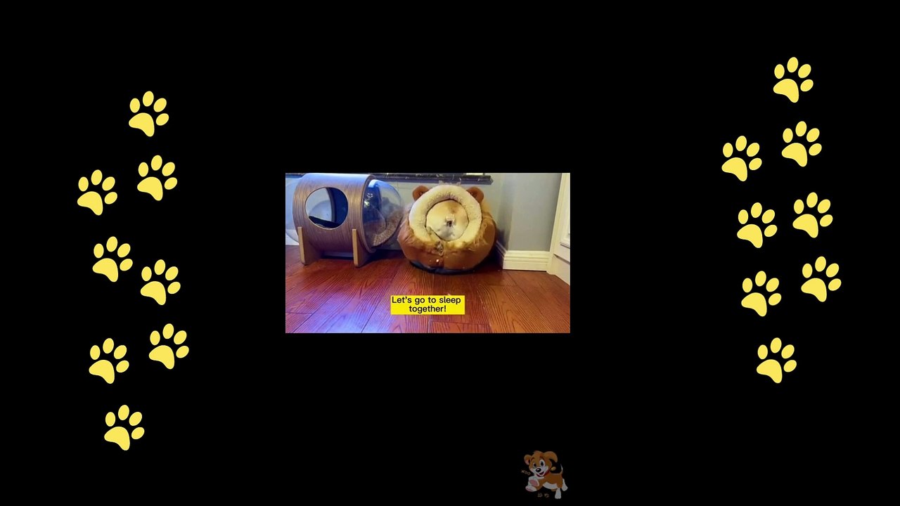 funny  dogs reactions part 29 No Languages only funny voices Sabeera smc funny videos 2023