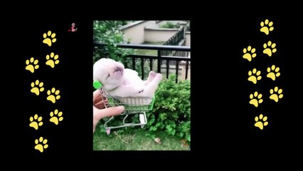 funny  dogs reactions part 30 No Languages only funny voices Sabeera smc funny videos 2023
