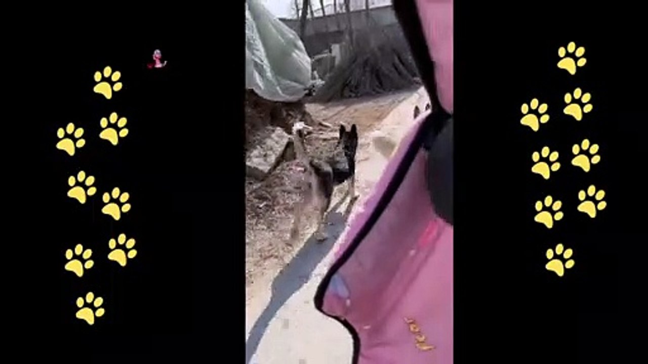 funny  dogs reactions part 34 No Languages only funny voices Sabeera smc funny videos 2023