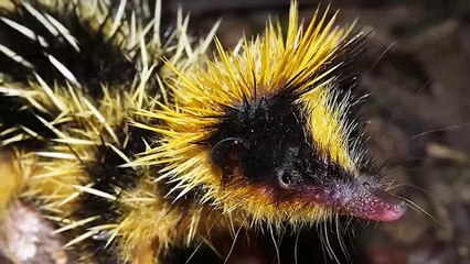 15 MOST Remarkable Creatures and Animals