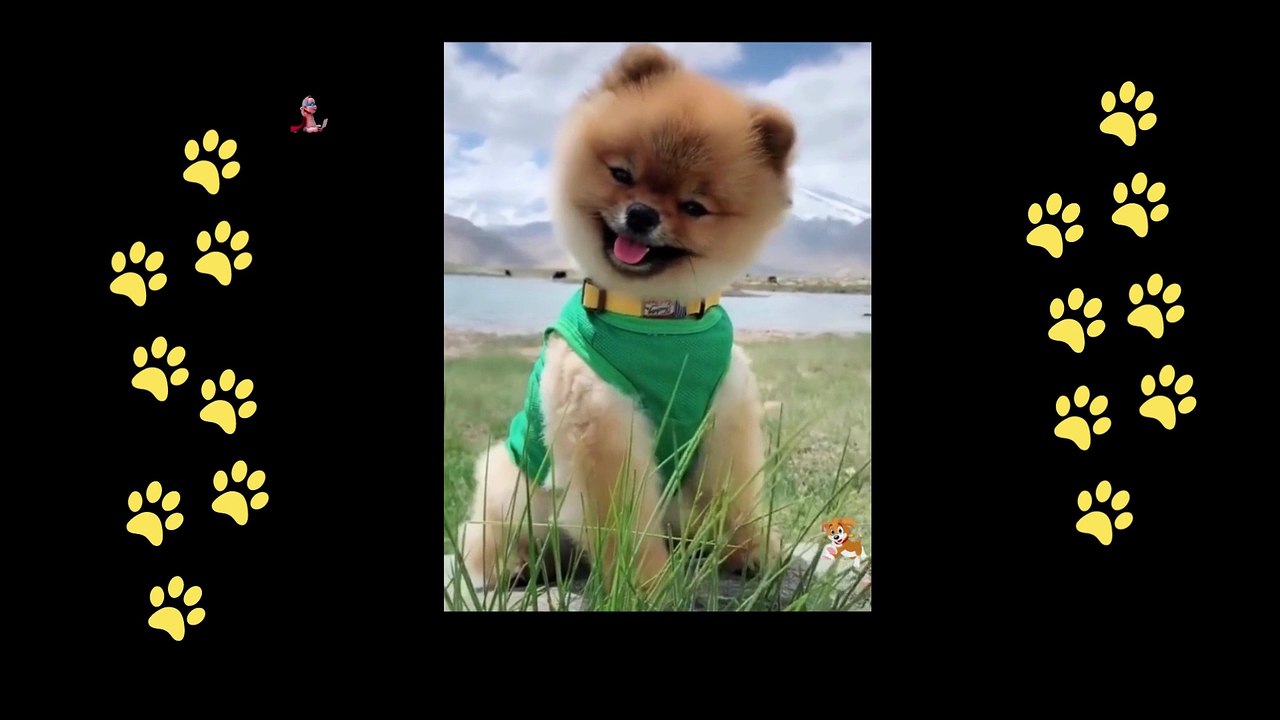 funny  dogs reactions part 37 No Languages only funny voices Sabeera smc funny videos 2023