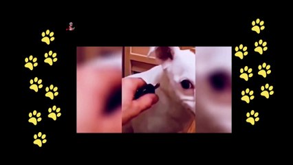 funny  dogs reactions part 39 No Languages only funny voices Sabeera smc funny videos 2023