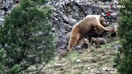 Tunceli'de sağanak yağmurun altında yiyecek ararken böyle görüntülendi