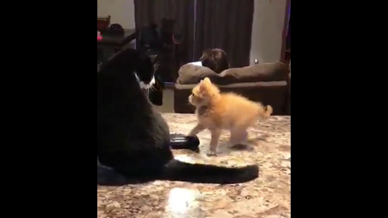 Pets VS Life