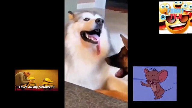 CUTE ANIMALS 2211 video_2023_04_13