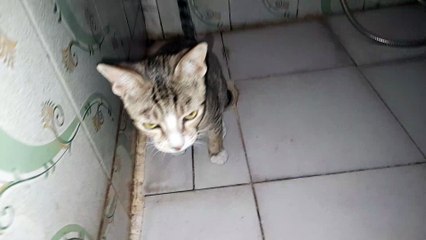 My beautiful cat Kitty is training herself to use our toilet .beautiful view of the cat