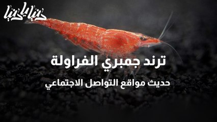 ترند جمبري الفراولة حديث مواقع التواصل الاجتماعي
