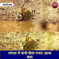 जंगल में पानी पीता नजर आया बाघ