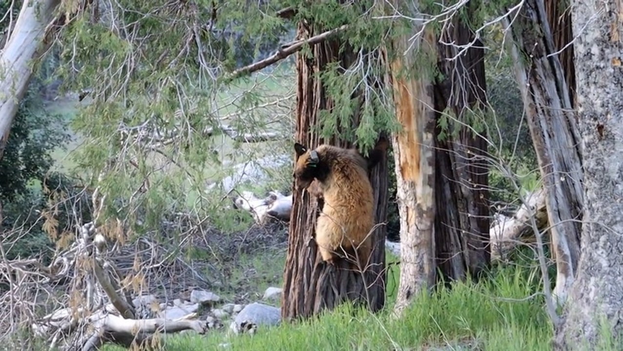 Orphaned bear cubs have sweet reaction being released into wild after rehabilitation