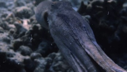 Travel photographer shares breathtaking underwater footage of octopus on house reef