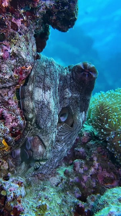 Octopus 