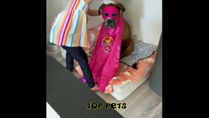고양이 대 개!  개, 고양이, 새끼 고양이와 함께하는 재미있는 영상!