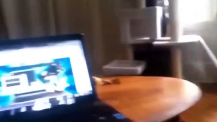 Ready to laugh  Funniest Animals Video - Best Cats  and Dogs Videos