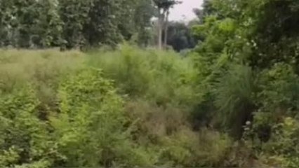 कुशीनगर: नहरों में नही आया पानी, किसानों की हजारों एकड़ फसल हो रही प्रभावित